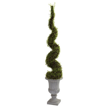 Mohlenbechia Spiral Tree With Decorative Urn