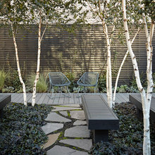 Birch Tree