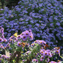 Front flower bed
