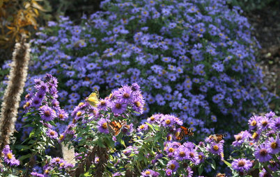 15 Native Flowers That Attract Butterflies