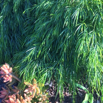 Acacia cognata