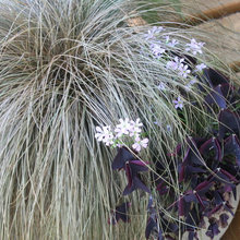 Plants design