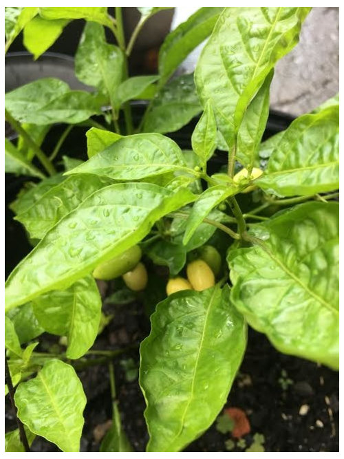 Help IDing a hot pepper plant!