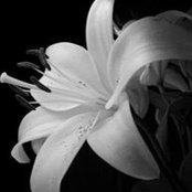 Foto de Jane Chappell