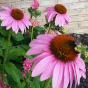 Diane Lamberts foto