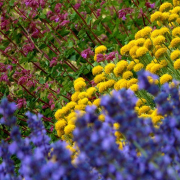 Colorful border of Lavender,Gray Santolina and Ornamental  Oregano