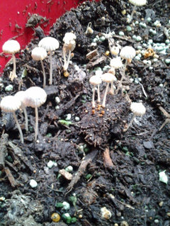 Why Are Mushrooms Sprouting From Potting Soil