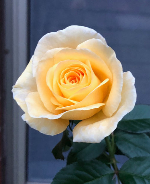 2020 Color Threads YELLOW ROSES