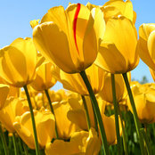 Diana Thabt's photo