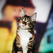 Лена Плесовских's photo