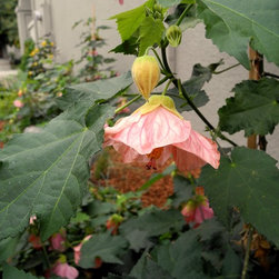 Flowering Maple, a favorite of humminbirds - Area Rugs