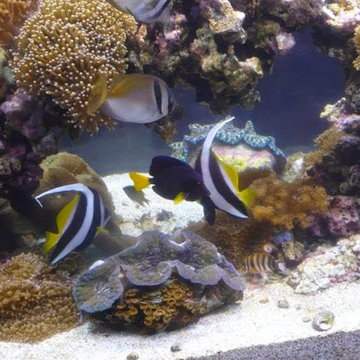 Custom Residential Aquarium Installations