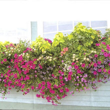 window box