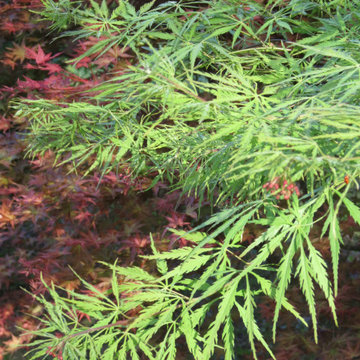 Japanese Maples