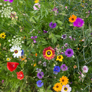 Edinburgh Ornamental Productive Garden