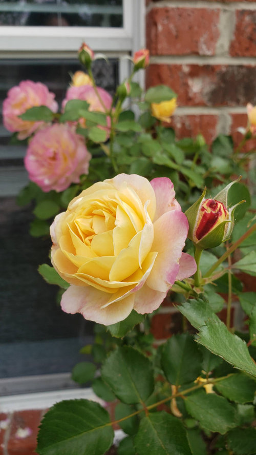 My roses in hot & humid Houston, Texas