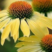 Diane Edwards Schuman's photo