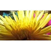 Sharon Sarantos's photo