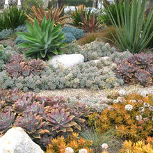 succulents colorful