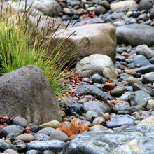 Riverbed
