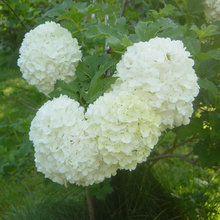 Ein blütenzarter Schneeball: Viburnum im Pflanzenporträt