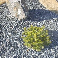 Backyard focal point