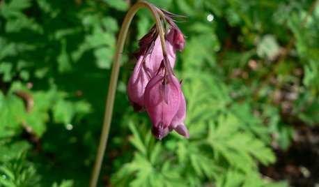 Bleeding Heart propagation