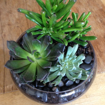 Fairy Gardens, Terrariums & Succulents