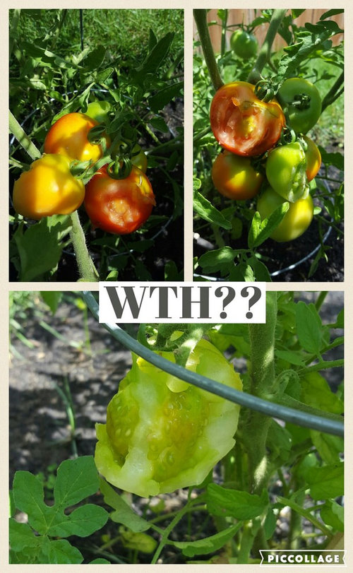 What is eating my tomatoes?