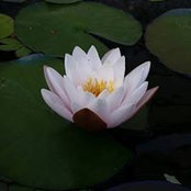 Chris Yocum Walls's photo