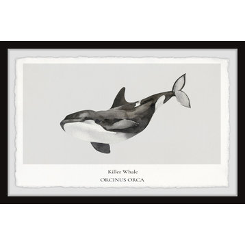 "Orcinus Orca" Framed Painting Print, 18x12