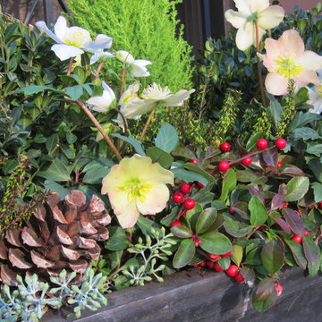 Christmas window boxes in Brooklyn