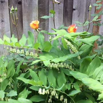 Award Winning Orinda Backyard