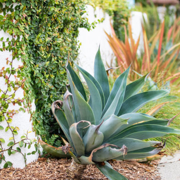 Sidewalk Plants