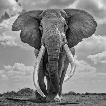 21st Century Mammoth, 2021