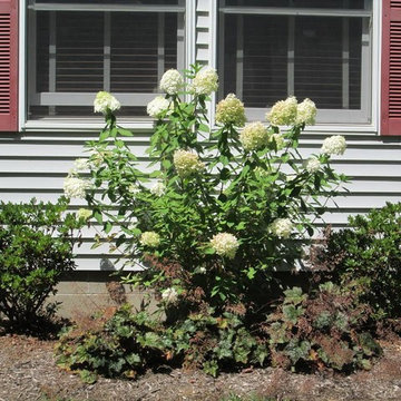PG Hydrangea- Coral Bells & Azaleas