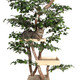 Pet Tree Houses
