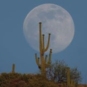 Nancy Patek-Mosher's photo