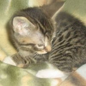 Cynde Schwartz Chick's photo