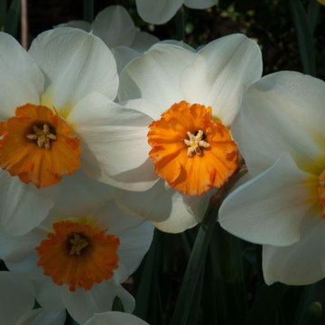 Enliven your garden with early Spring bulbs this year