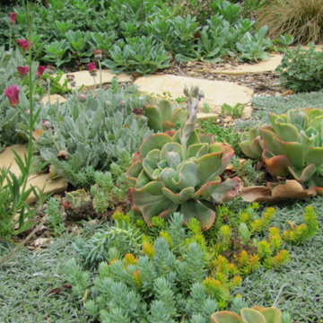 Succulents