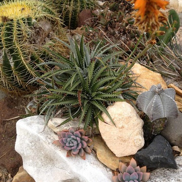Miscellaneous Cacti & Succulent Landscapes by Rhinamic