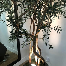 Plants