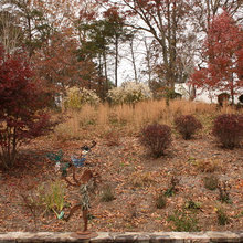 Ornamental grasses