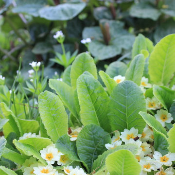 Plants for Connecticut Landscapes