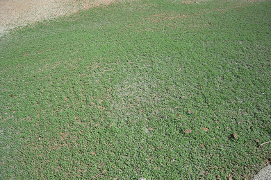 Photo of a traditional landscaping in Houston.