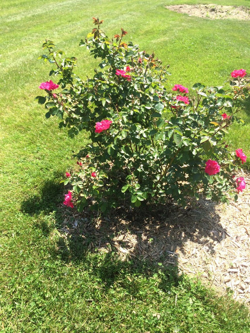 Party Hardy zone 5 update