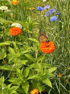 Whats your zinnia staking method