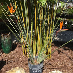 Garden photos - Products