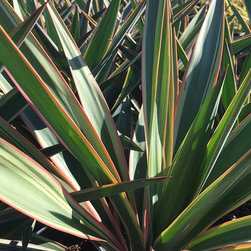 Current Featured Plants - Products